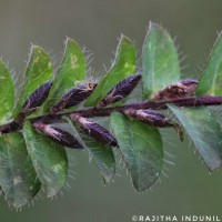 Crotalaria hebecarpa (DC.) Rudd